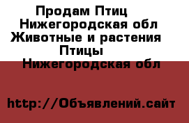 Продам Птиц ! - Нижегородская обл. Животные и растения » Птицы   . Нижегородская обл.